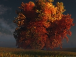 Autumn Tree