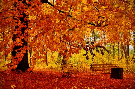 Benches in Autumn Forest - forests, trees, nature, autumn, benches