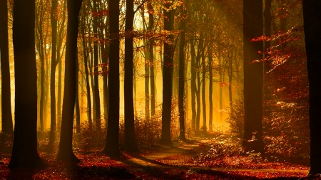 Sunlit Autumn Forest - nature, sunshine, autumn, forests