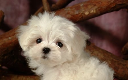 Puppy - white, puppy, dog, animal, cute