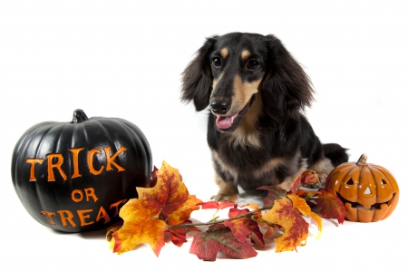 Trick or treat? - animal, black, puppy, pumpkin, white, leaf, orange, autumn, dog