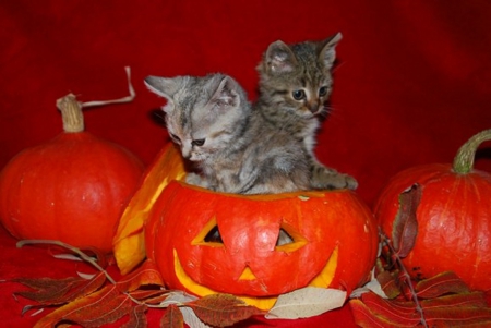 Cute Halloween Kittens - halloween, pumpkins, cats, kittens, animals, cute