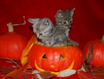 Cute Halloween Kittens