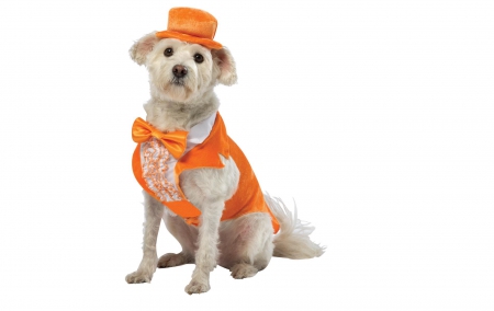 Ready for Halloween - hat, uppy, dog, orange, white, animal, costume, halloween, bow