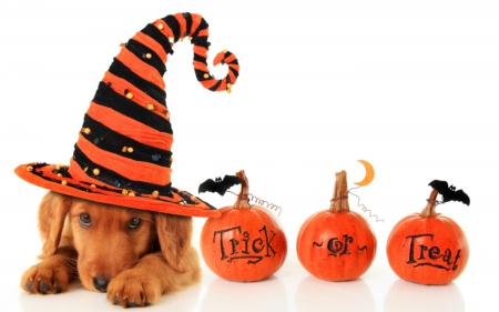 Trick or treat? - hat, dog, pumpkin, orange, witch, animal, word, halloween, card