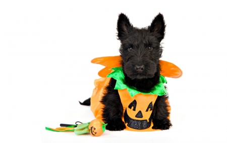 Happy Halloween! - white, black, costume, halloween, puppy, orange, dog, green