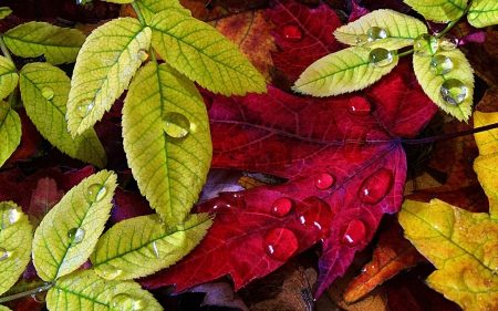 Autumn leaves - toamna, water drops, autumn, red, green, leaf