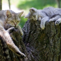 cat and kitten sleeping on a log