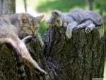 cat and kitten sleeping on a log