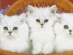 three kittens in a basket