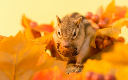 Chipmunk - chipmunk, animal, cute, leaf, orange, nuts, autumn