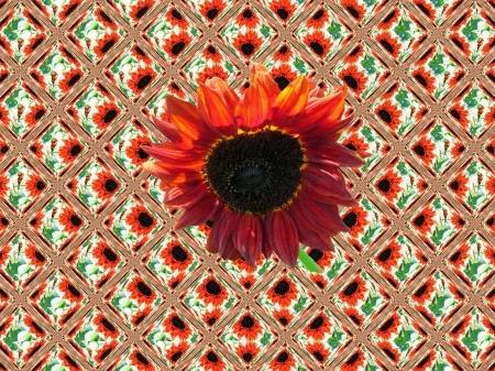 Sunflower Abstract #3