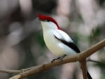 ARARIPE MANAKIN