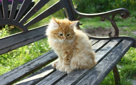 Kitten - fluffy, cat, banch, park, kitten, animal, orange, green, cute