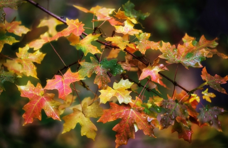 Autumn Maple Leaves - fall, rain, rain drops, water, leaves, branches, drops, maple, maple leaves, autumn