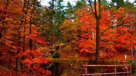 Autumn scene - autumn, trees, park, lovely, foliage, nature, fall, forest, beautiful, scenery, colors, pond