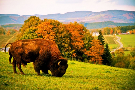 Buffaloe in Autumn - fall, hills, trees, leaves, meadow, colors