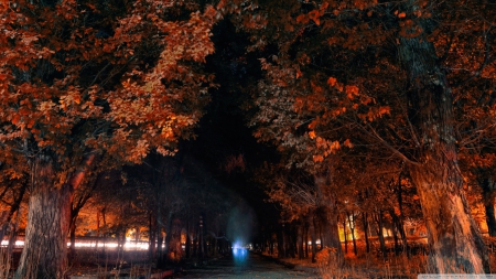 Armenia Gyumri - road, landscape, scene, HD, forest, leaves, tree, fall, nature, autumn, seasons, leaf, way, park, wallpaper