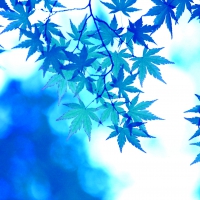 COOL AUTUMN