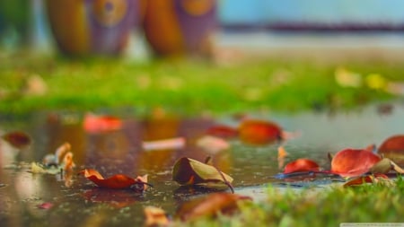 Leaves - abstract, close-up, water, photography, HD, grass, leaves, fall, autumn, rain, macro, seasons, leaf, wallpaper