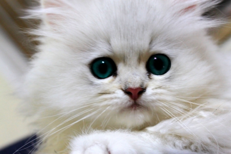 FLUFFY KITTY - white, close up, pet, cat