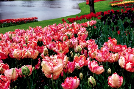 SPRING PARK - flowers, nature, pond, park