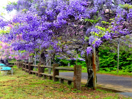 WESTERIA WALKWAY - fence, westeria, walkway, park