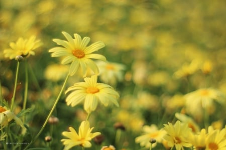 Yellow Daisy - daisy, flowers, meadow, yellow