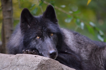 black wolf - canislupus, wallpaper, black, wolf, wolves, white, wisdom, timber, howling, saying