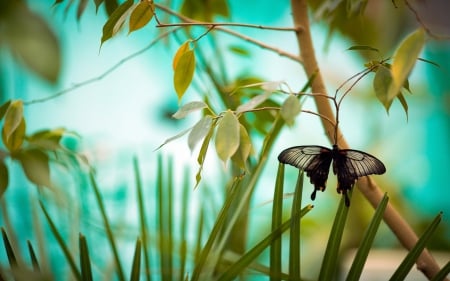 Butterfly - insect, leaves, butterfly, stem