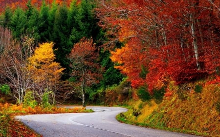 Winding Road in Autumn - roads, trees, nature, autumn