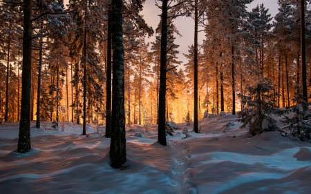 Winter Forest - forests, trees, winter, nature, snow