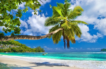 Palm Shadow on Tropical Beach - nature, oceans, beaches, trees, palms