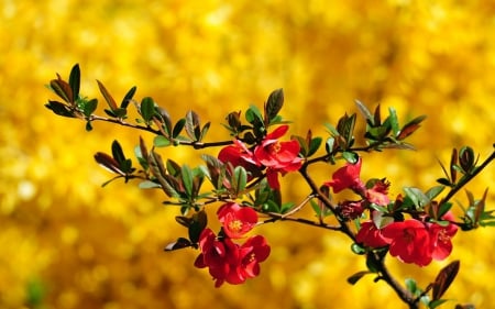 Red Blossoms - red blossoms, abstract, flowers, photography