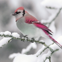 Bird on Winter Branch