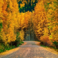 Golden Autumn Road