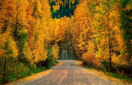 Golden Autumn Road - autumn, golden, forests, trees