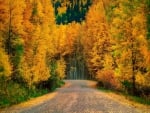 Golden Autumn Road