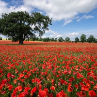 Lone Tree in Poppy Field