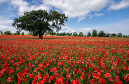 Lone Tree in Poppy Field - nature, fields, trees, poppies