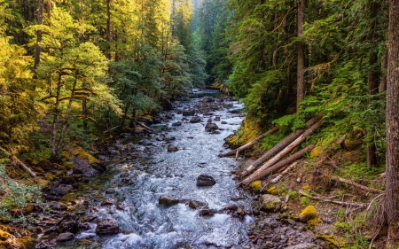 River Running Through the Forest - nature, rivers, forests, trees