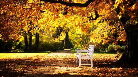 Autumn Park - fall, path, trees, bench, colors, leaves