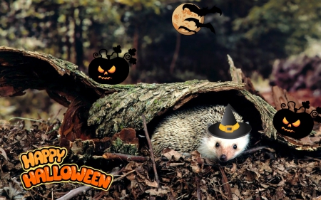 Cute Halloween Hedgehodge - halloween, hedgehodge, animals, cute