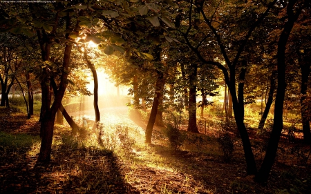 Autumn Light - nature, autumn, forest, fall leaves, light