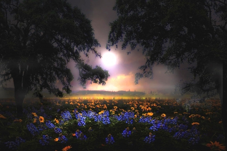 Misty And Peaceful - trees, springtime, beautiful, light and dark, field, flowers, sunset, mist