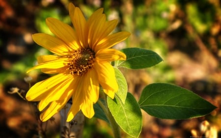 Yellow flower - green, leaf, yellow, flower