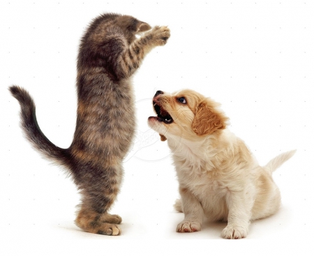 playing kitten and puppy - pets, kitten, puppy, animals, playing