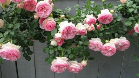 rose garden fence - nature, pink roses, fence, garden