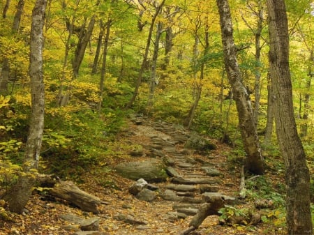 Fall Foliage Mt. Mansfield Vermont - fall leaves, autumn, fall color, fall foliage, foliage