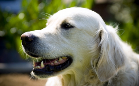 man and womans best friend - loveable, handsome, friendly, beautiful